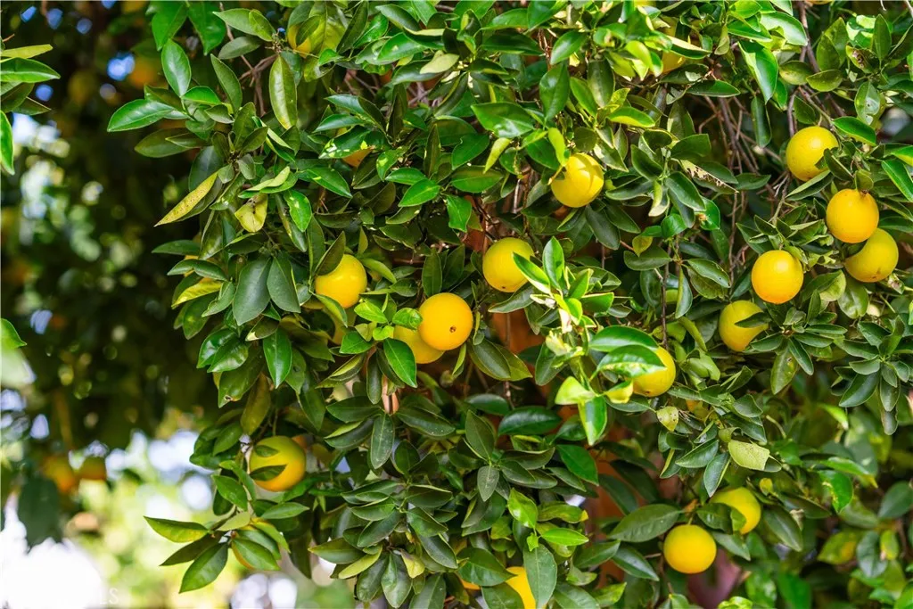 23192 De Anza, Temecula, California 92590 home-pic-42